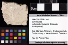 Foto (Objket + Etiketten) von Bullariscus sp. 